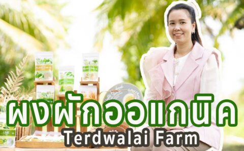 ผงผัก Organic Terdwalai Farm