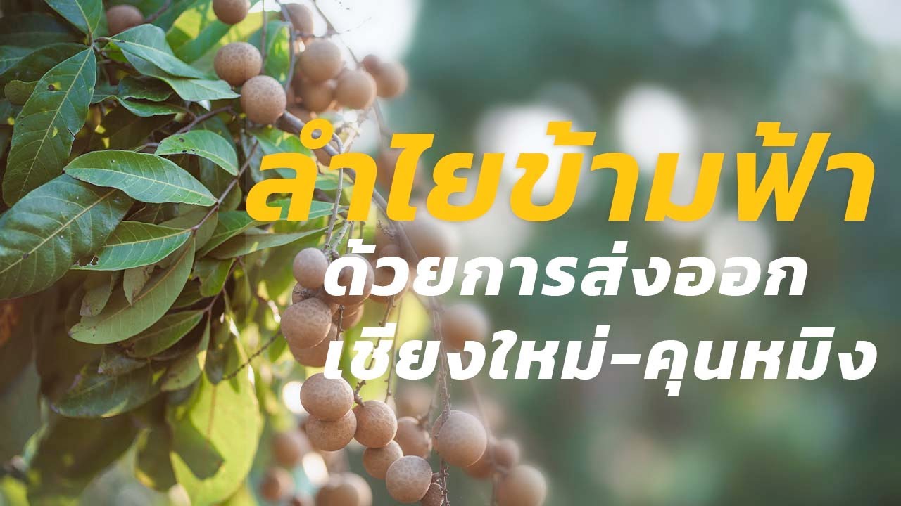 ลำไยข้ามฟ้า